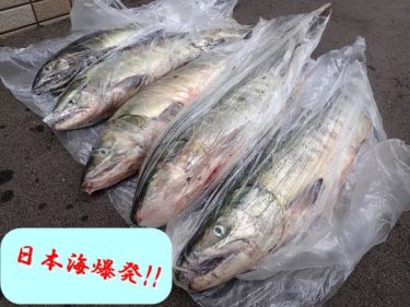 日本海鮭釣り(アキアジ)遠征!1時間半で5本GETの久々爆釣!!