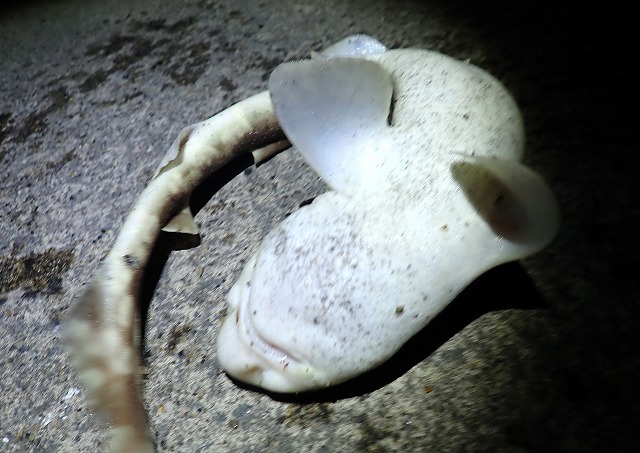 アナゴ釣りで釣れたトラザメ