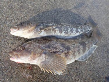 【泳がせ釣り】またもや50cm寸前のアブラコ。餌確保が自転車操業。