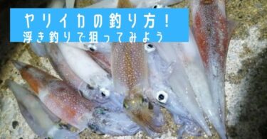 ヤリイカの釣り方!堤防・漁港から浮き釣り(テーラー仕掛け)で狙ってみよう!