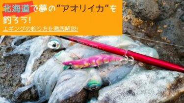 北海道のアオリイカの釣り方!ロッドからエギの選び方まで徹底解説!!